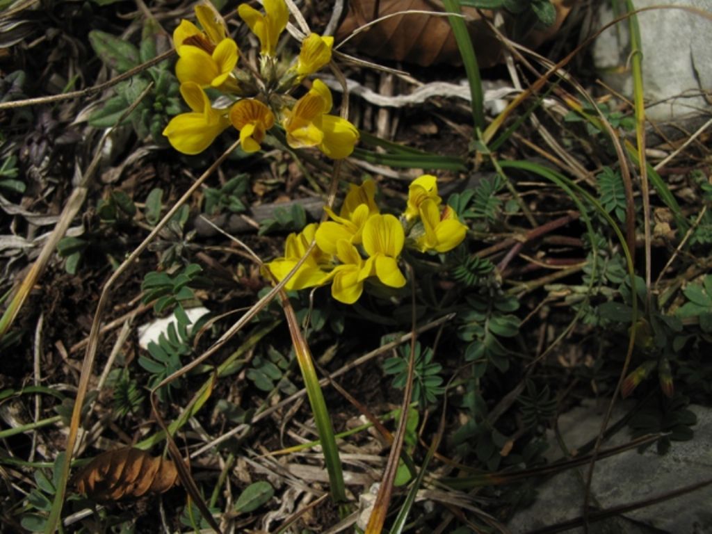 fabaceae da identificare - Hippocrepis sp.